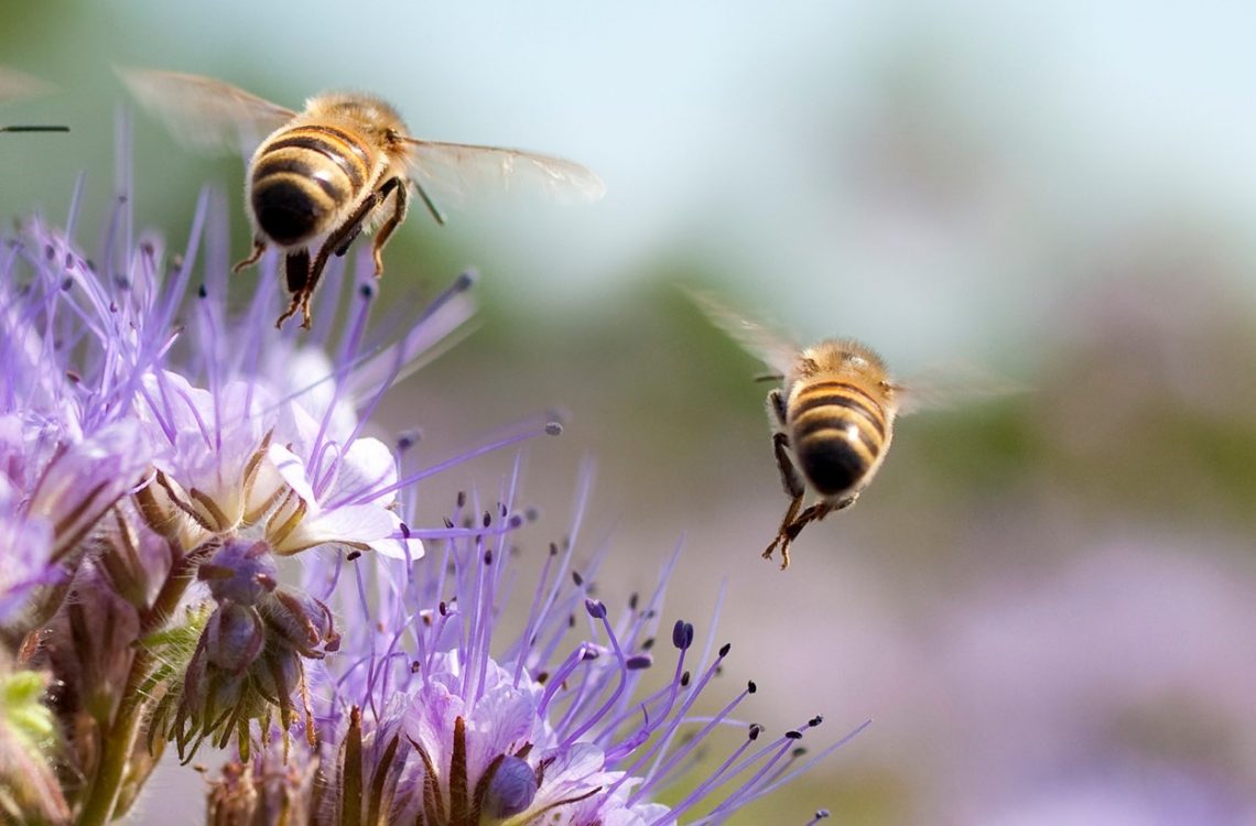 Australian Pollinator Week With Wheen Bee Foundation – Foil Me